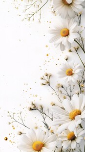 白色雏菊装饰花卉背景图