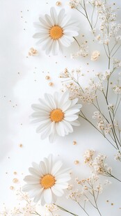 清新雏菊花卉唯美静物图