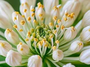 微距下的清新白色花卉