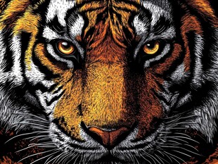 威严老虎头像特写