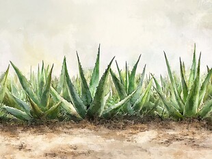 翠绿芦荟植株生机盎然