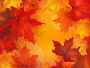 秋日枫叶缤纷美景