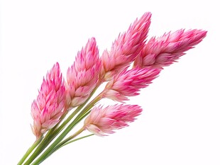 粉色鸡冠花特写花朵