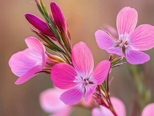 娇艳粉色小花绽放瞬间