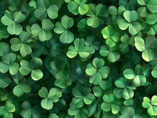 翠绿三叶草的生机背景