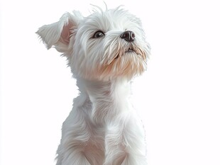 可爱白小狗抬头望向上方