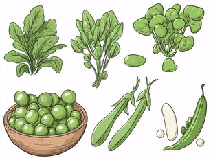 新鲜青蔬插画