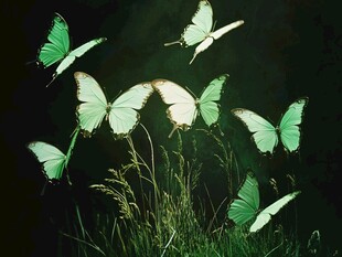 绿蝶飞舞于草丛间