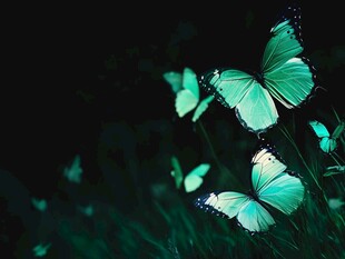 梦幻绿蝶在草丛间飞舞