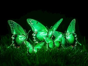 绿光蝴蝶群于草地起舞