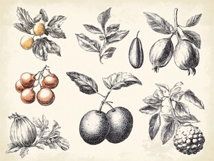 复古风手绘多样果实插画