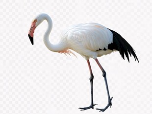 优雅白火烈鸟单腿伫立