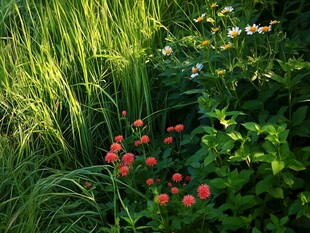 阳光下的多彩花草景观