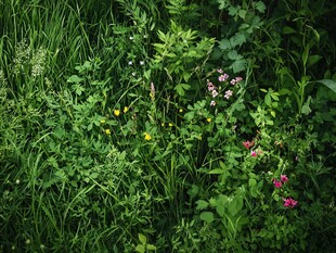 野草丛中的缤纷小花