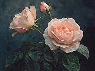 淡粉玫瑰绽放优雅姿态