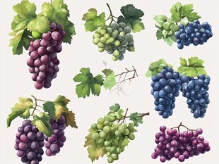 多彩葡萄与绿叶插画集合
