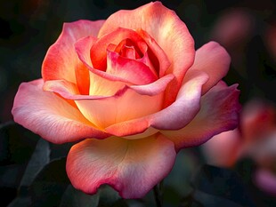 娇艳双色玫瑰绽放之美