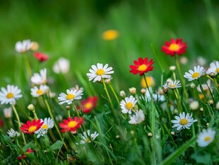 春日草地上的缤纷小雏菊