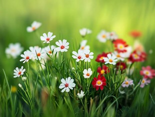 春日烂漫小花绽放