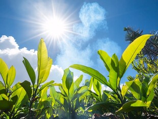 阳光下的翠绿植物