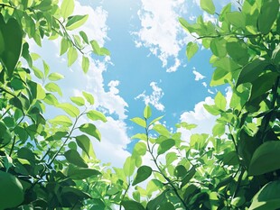 透过绿叶望蓝天
