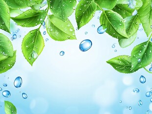 绿叶上的晶莹水滴