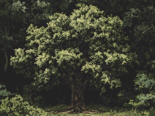 森林中的茂盛大树