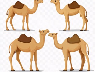 四只骆驼卡通形象展示