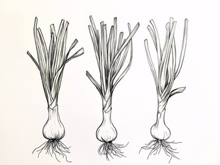三株葱的黑白手绘插画