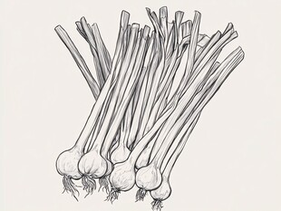 手绘葱蒜图