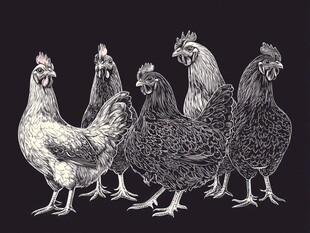 一群鸡的黑白手绘插画