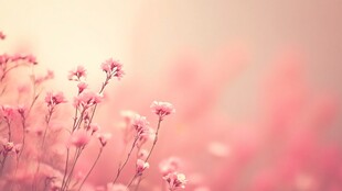 梦幻粉色小花绽放美景