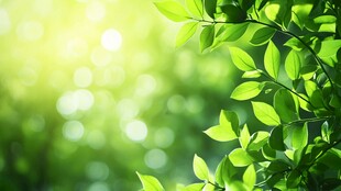 清新绿叶在阳光中闪耀