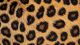 豹纹纹理图案特写