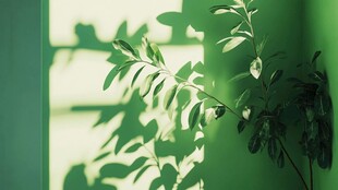 绿色光影下的清新植物枝叶