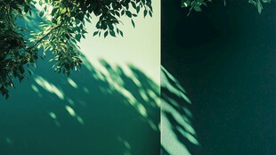 绿叶映墙 光影静谧之美