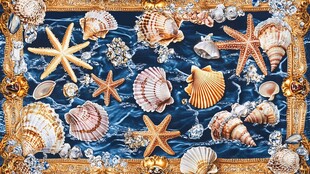 海洋贝壳与海星的梦幻组合