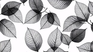 黑白树叶图案背景纹理