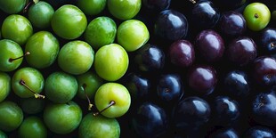 青李与紫李的色彩碰撞