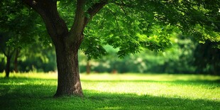 夏日绿荫下的静谧草地