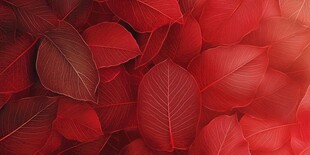 深红叶片特写纹理之美