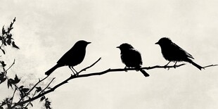 三只鸟儿栖于枝头剪影
