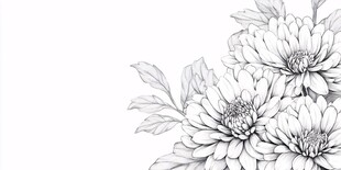 黑白菊花花卉线稿图