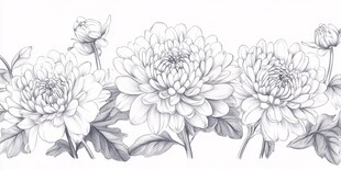 手绘黑白菊花花卉图案