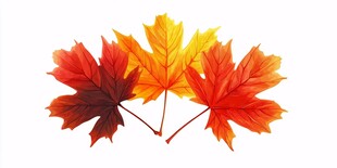 三枚绚丽多彩的秋日枫叶