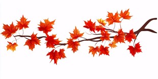 秋日红枫叶枝插画
