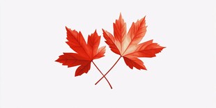 两片红枫叶特写