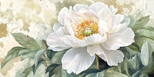 洁白牡丹绽放绿意间