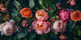 多彩花卉绽放的美丽图景