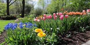 春日花园多彩花卉绽放